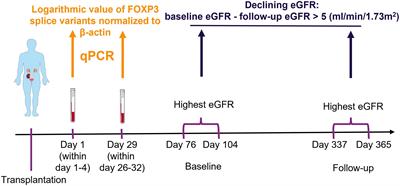 FOXP3 full length splice variant is associated with kidney allograft tolerance